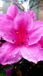 Close-up of pink flower blooming outdoors