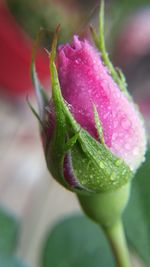 Close-up of wet flower