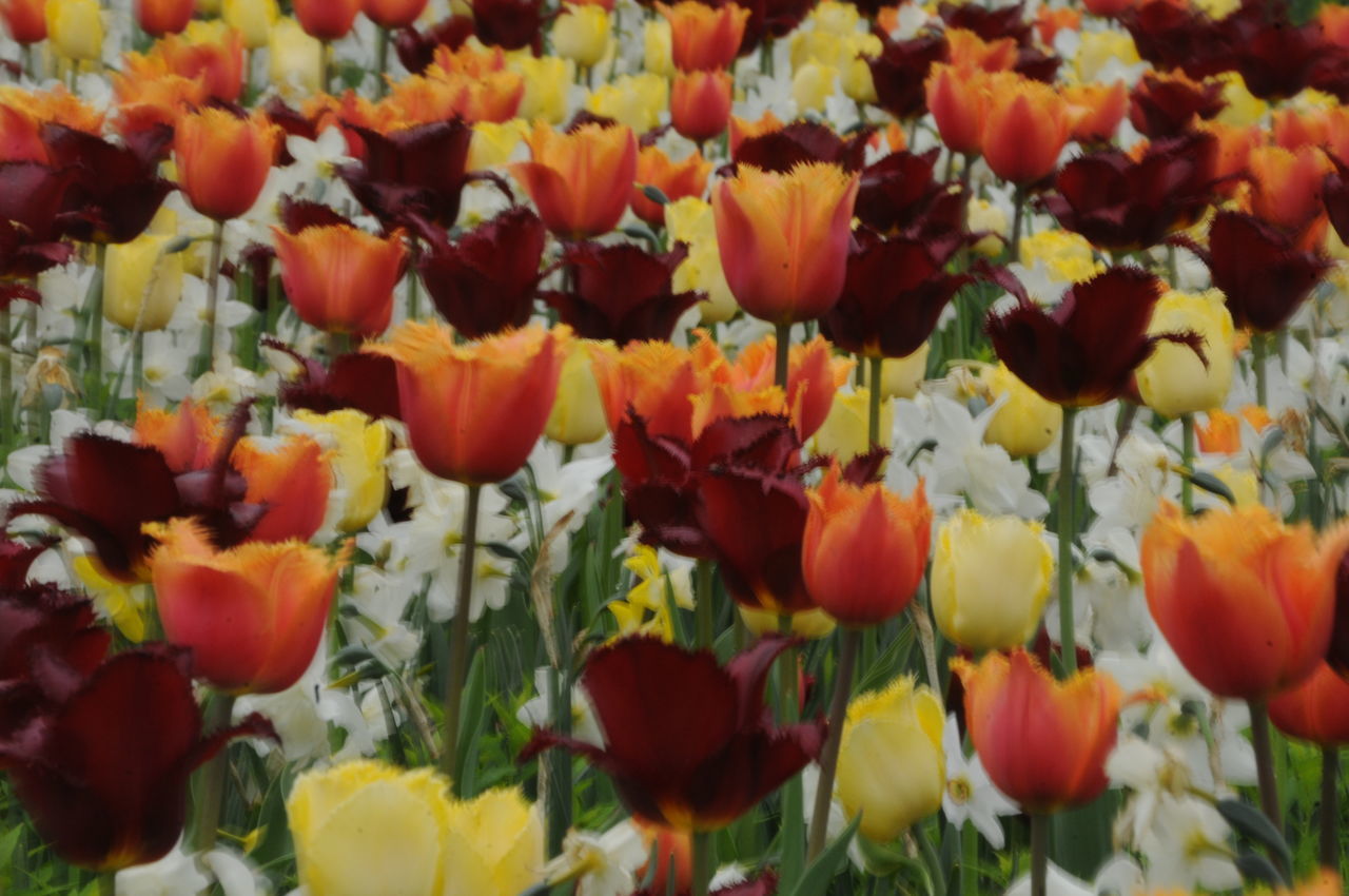 CLOSE-UP OF MULTI COLORED TULIPS IN BLOOM