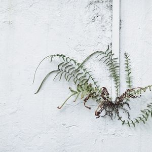 Close-up of ivy on wall