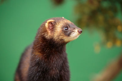 Close-up of ferret