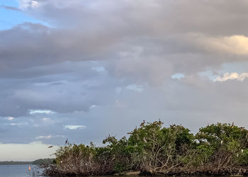 Low angle view of trees against sky