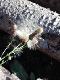 High angle view of dandelion on field