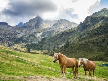 Horses in valvarrone valley on the italian alps