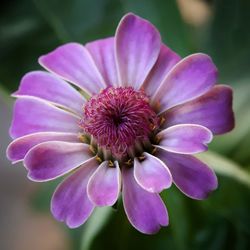 Close-up of pink flower