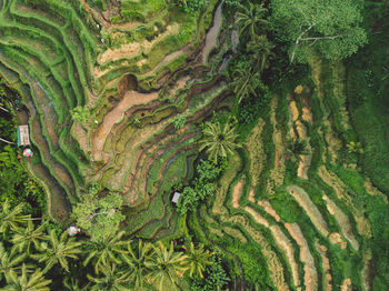 Full frame shot of agricultural field