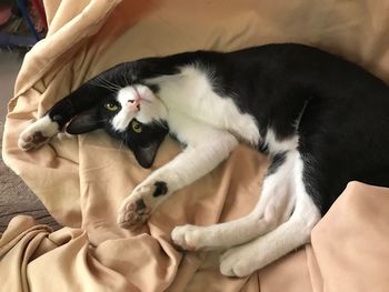 Close-up portrait of cat relaxing on bed at home