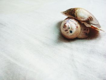 Close-up high angle view of snail