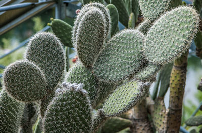 Close-up of prickly pear cactus