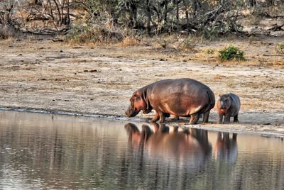 Side view of horse drinking water