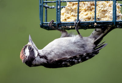 Close-up of bird perching on feeder