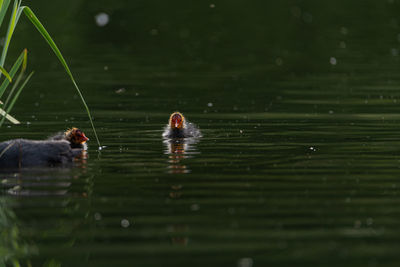 Ducks swimming in lake