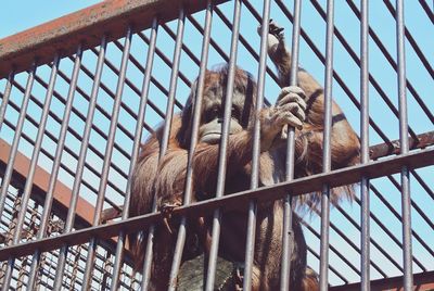 Low angle view of horse in zoo