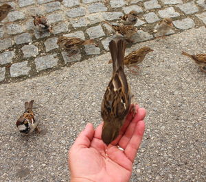 Sparrow eating from human hand