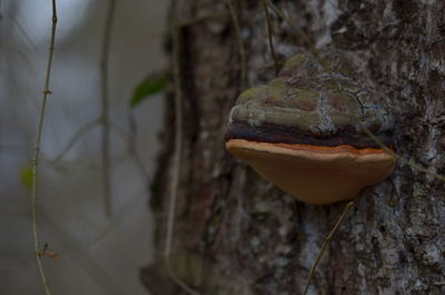 Close-up of tree trunk