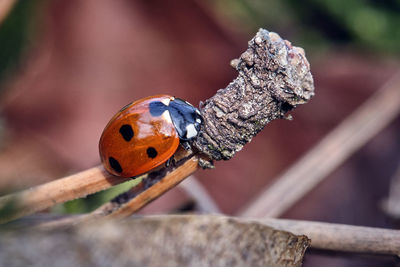 Close-up of ladybug on wood