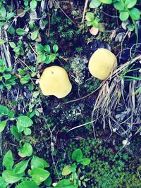 Close-up of mushroom growing on field