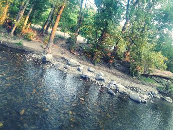 Ducks swimming in river by trees in forest