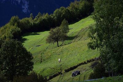 Scenic view of golf course