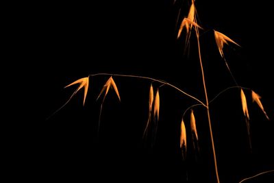 Close-up of firework display against black background