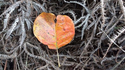 High angle view of autumn leaf on fern