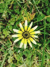 High angle view of yellow flower on field