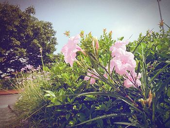 Close-up of pink flowers