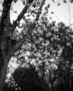 Close-up of branches against blurred background