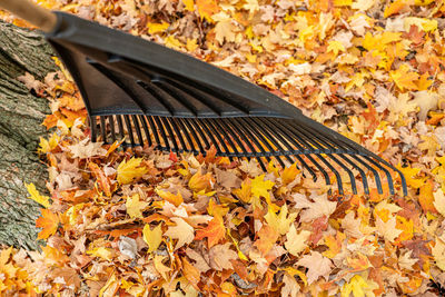 High angle view of yellow maple leaves in park