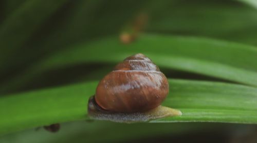 Close-up of snail on leaf