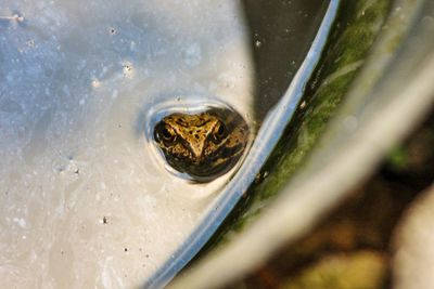 High angle view of frog swimming in water