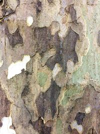 Full frame shot of weathered tree trunk