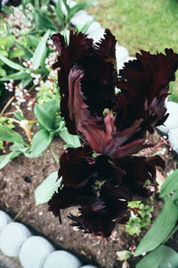 Close-up of wilted flower plant