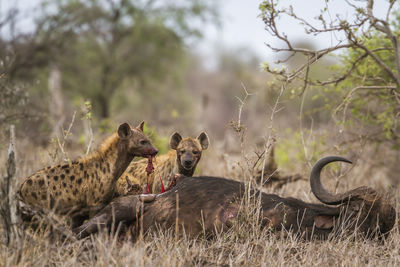 High angle view of hyena eating dead animal in forest