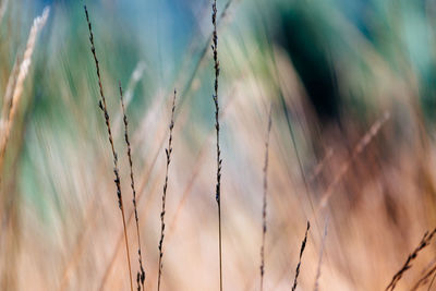 Close-up of stalks in field