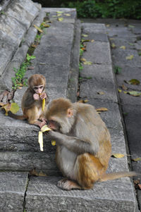 Monkey and infant eating banana by temple