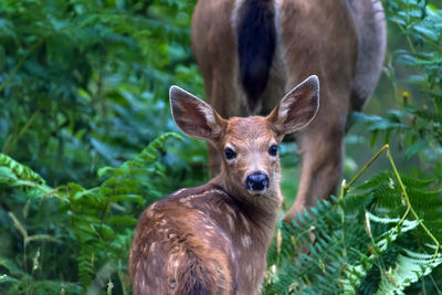 Portrait of deer