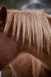 Close-up of a horse