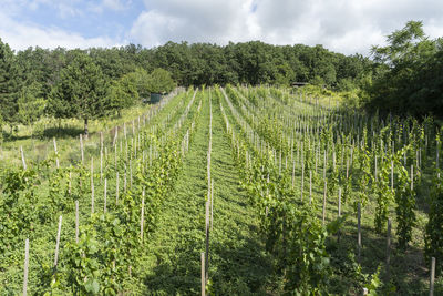 Scenic view of agricultural field against sky