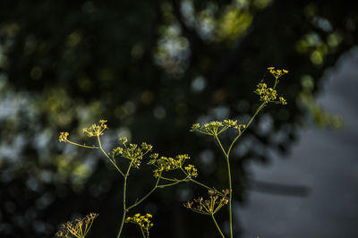 Close-up of flowering plant