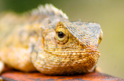 Close-up of lizard