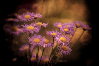 Close-up of purple flowering plants