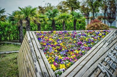 Purple flowering plants in park