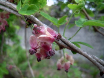 Close-up of pink flowers blooming on tree