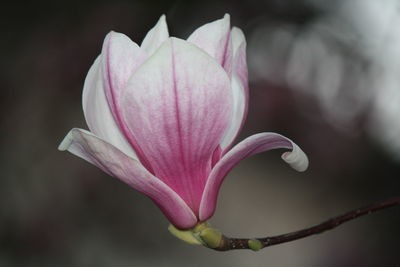 Close-up of pink flower