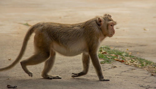 Side view of a monkey
