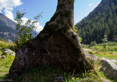 Close-up of tree trunk on field against sky