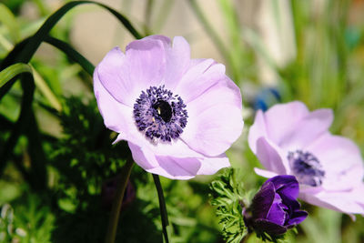 Close-up of purple flower blooming outdoors