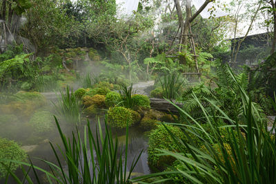 Plants growing by lake in forest