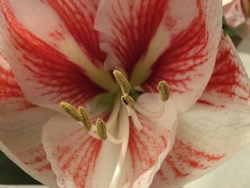 Detail of pink flower